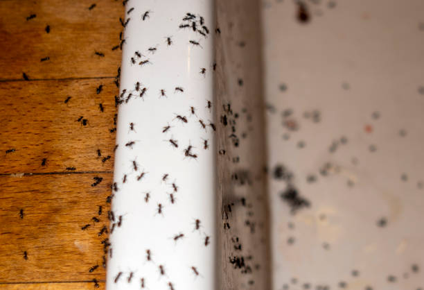 Best Pest Prevention Services  in Liberty, SC